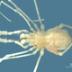 The new daddy long-legs species, Otilioleptes marcelae